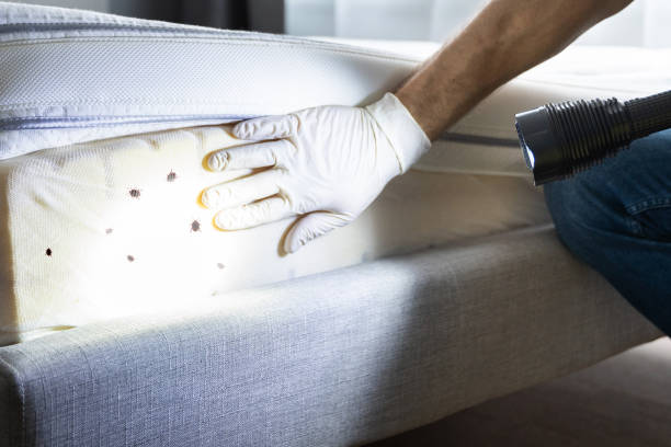 Reliable Watervliet, NY Pest Control Solutions