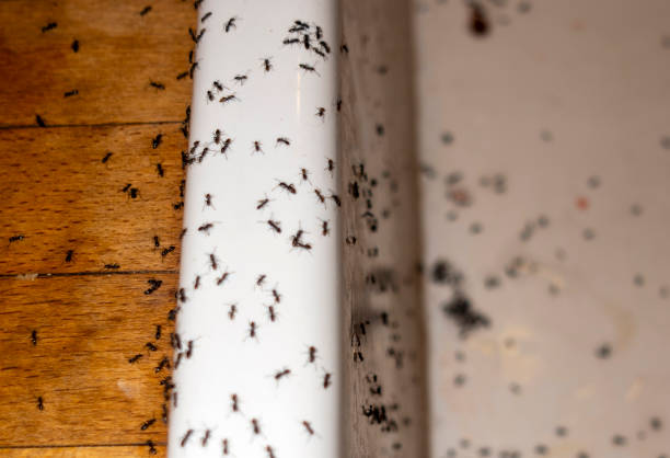 Best Wasp Removal Services  in Watervliet, NY