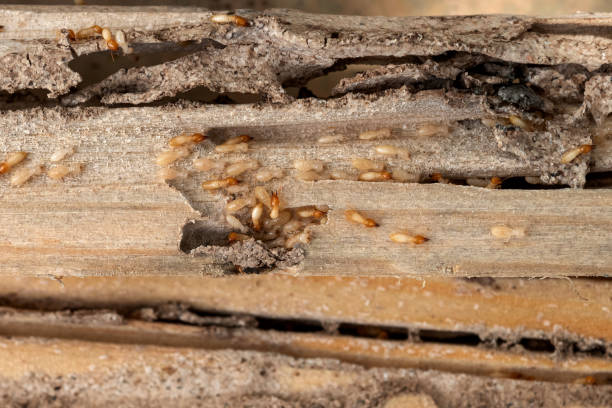 Pest Control for Restaurants in Watervliet, NY